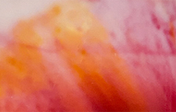 8 oz. Mason - NEW Scents!  : Summer Crush